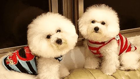 给比熊犬使用驱虫剂的要点，都来看看吧