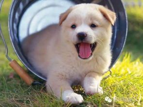 宠物成年养护要点掌握