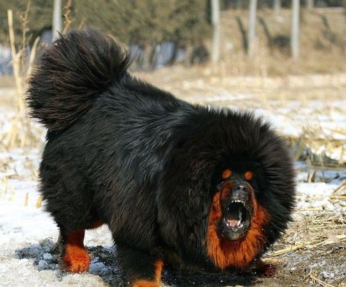 藏獒寿命及养护要点，宠主必知！