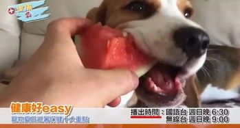 夏季宠物养护要点