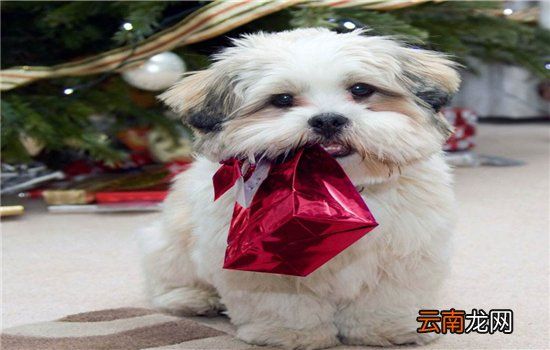 如何给狗狗挑选狗粮？关于狗粮食选择的3大要点