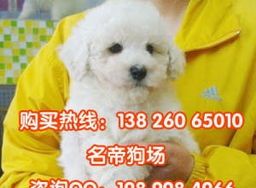 比熊狗粮选品指南，品牌选择有妙招