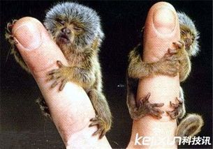 狨猴饲养指南：宠物爱好者必备