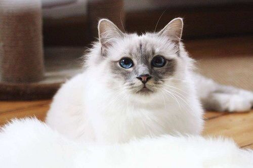 猫咪住所消毒：清洁杀菌，呵护宠物健康。