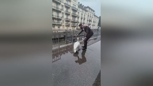 帮助一只焦虑的天鹅找到返回水中的路 风青杨V 