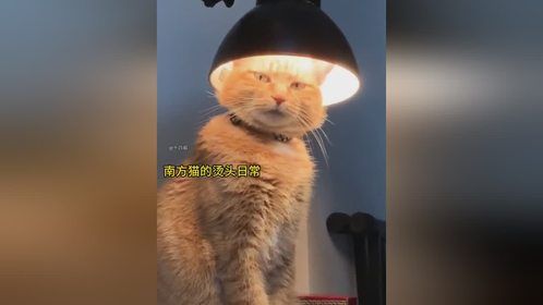 众所周知，南方猫没有暖气！ 风青杨V 