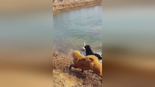 藏獒再凶，下了水也得被大鹅上一课 风青杨V 