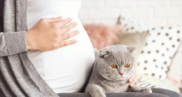 猫咪妊娠终止术全面解析（宠物保健知识）