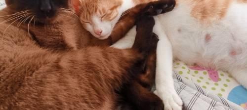 猫咪妊娠终止术全面解析（宠物保健知识）