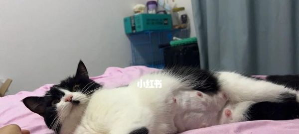 猫咪妊娠终止术全面解析（宠物保健知识）