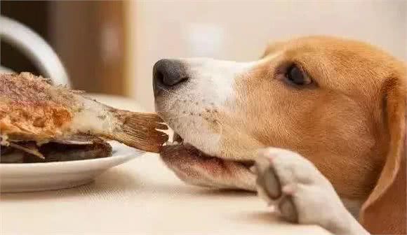 当狗狗老了,请铲屎官做好这9项护理