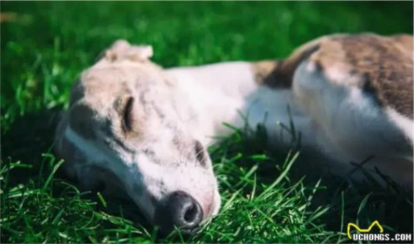 当狗狗老了,请铲屎官做好这9项护理