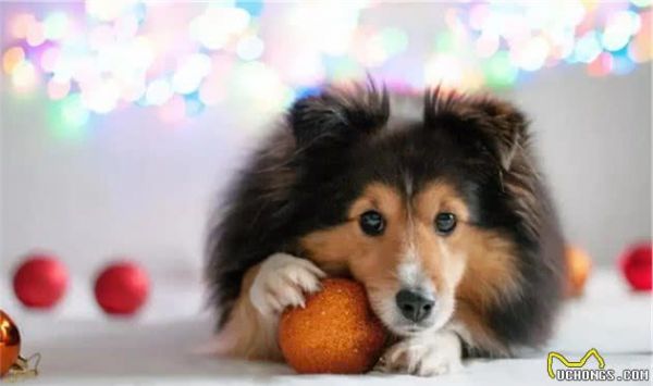 当狗狗老了,请铲屎官做好这9项护理