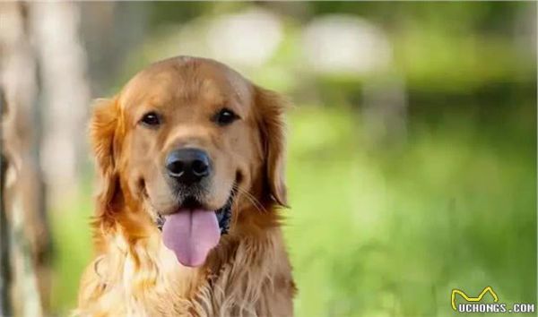 当狗狗老了,请铲屎官做好这9项护理