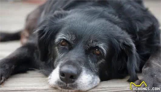 当狗狗老了,请铲屎官做好这9项护理