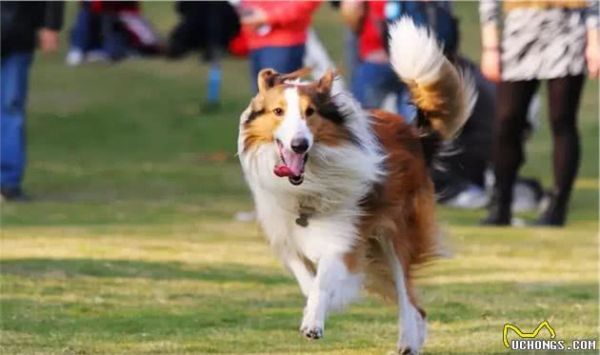 当狗狗老了,请铲屎官做好这9项护理