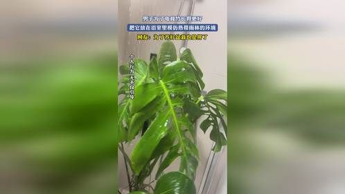 男子为了龟背竹长得更好，把它放在浴室里模仿热带雨林的环境