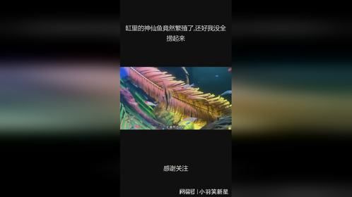 缸里的神仙鱼竟然繁殖了,还好我没全捞起来