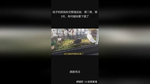 鸽子和斑鸠杂交繁殖实验：第二窝，第3天，有可能快要下蛋了