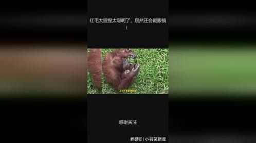 红毛大猩猩太聪明了，居然还会戴眼镜！