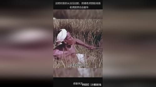 这绝对是你从没见过的，抓捕老虎惊险场面，老虎居然也会翻车