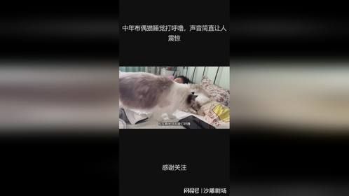 中年布偶猫睡觉打呼噜，声音简直让人震惊