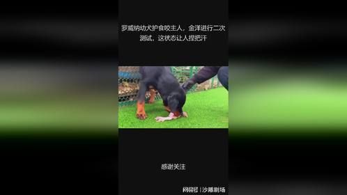 罗威纳幼犬护食咬主人，金洋进行二次测试，这状态让人捏把汗