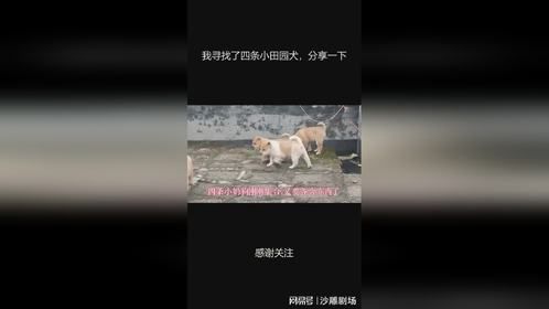 我寻找了四条小田园犬，分享一下