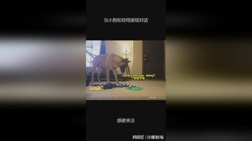 当小狗和你用按钮对话