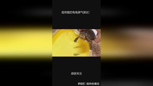 超有趣的龟龟脾气测试！