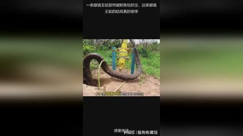 一条眼镜王蛇居然被鳄鱼给抓住，这条眼镜王蛇的结局真的很惨