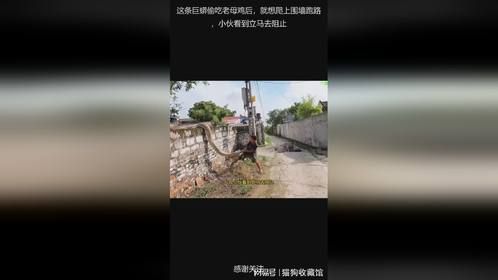 这条巨蟒偷吃老母鸡后，就想爬上围墙跑路，小伙看到立马去阻止