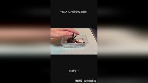 色泽诱人的黄金福寿螺！