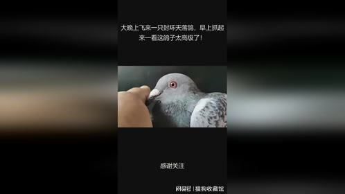 大晚上飞来一只封环天落鸽，早上抓起来一看这鸽子太高级了！