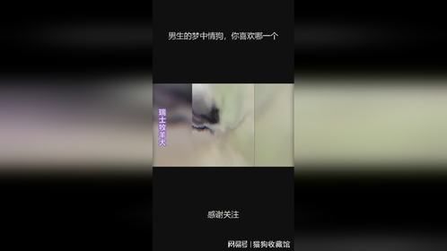 男生的梦中情狗，你喜欢哪一个