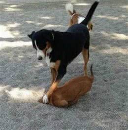 自从买了这个东西回家，狗狗的口就臭到不行!