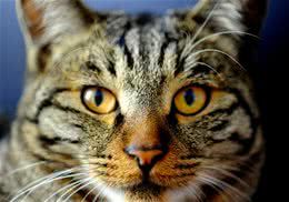 牛磺酸对猫咪有什么的作用