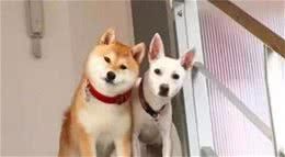 如何让狗狗听话？做到这6件事，它会服从你