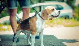 防患于未然，这些关于狗狗的实用急救技巧赶紧学起来