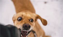 狗狗是一只“咬咬汪”，该怎么办