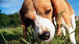 有这些症状的狗狗，可能要补充微量元素了