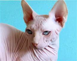 世界著名的猫其中有它，你可了解过它？