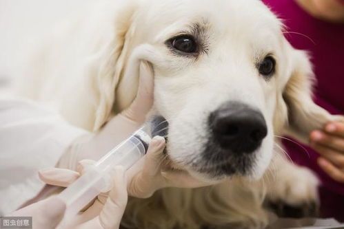 宠物狗拉稀拒食，快速护理指南
