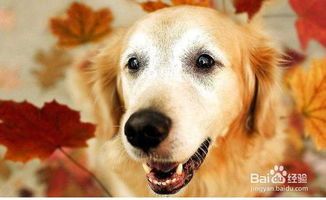 宠物运动后呼吸急促