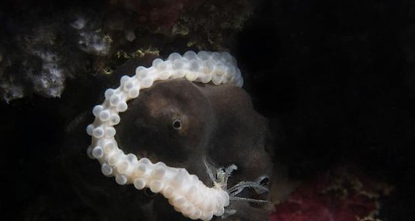 鱼缸里涡虫是什么品种？它们对鱼缸生态有何影响？