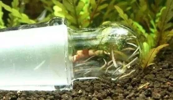 鱼缸里涡虫是什么品种？它们对鱼缸生态有何影响？