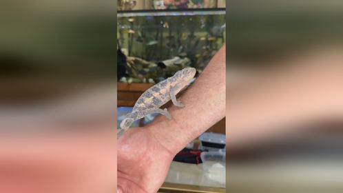 #变色龙 #开箱 #变色龙盲盒 #爬宠 #异宠 #爬宠日常