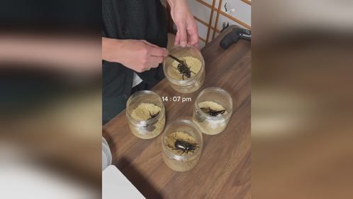 养虫的一天。#长戟大兜虫 #独角仙 #甲虫 #爬虫 #甲壳虫