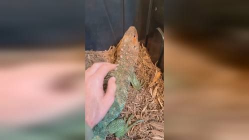 进化过程中断线的#秘鲁鳄蜥 。#爬宠 #异宠 #爬宠日常