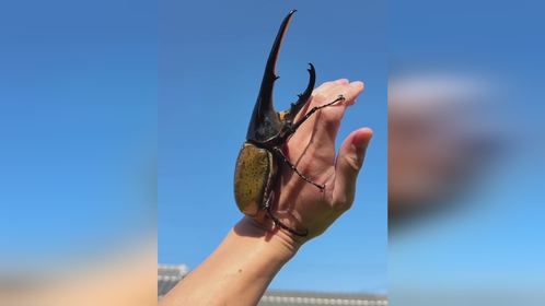 真的好大嗷 长戟大兜虫 #独角仙 #甲虫 #海神大兜虫 爬虫